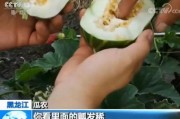 黑料吃瓜网apk普通安装 