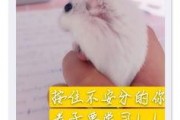 菠萝直播间在线直播 